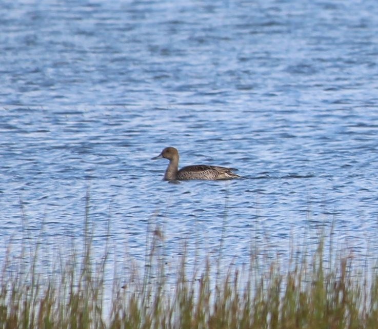 Northern Pintail - ML112453851