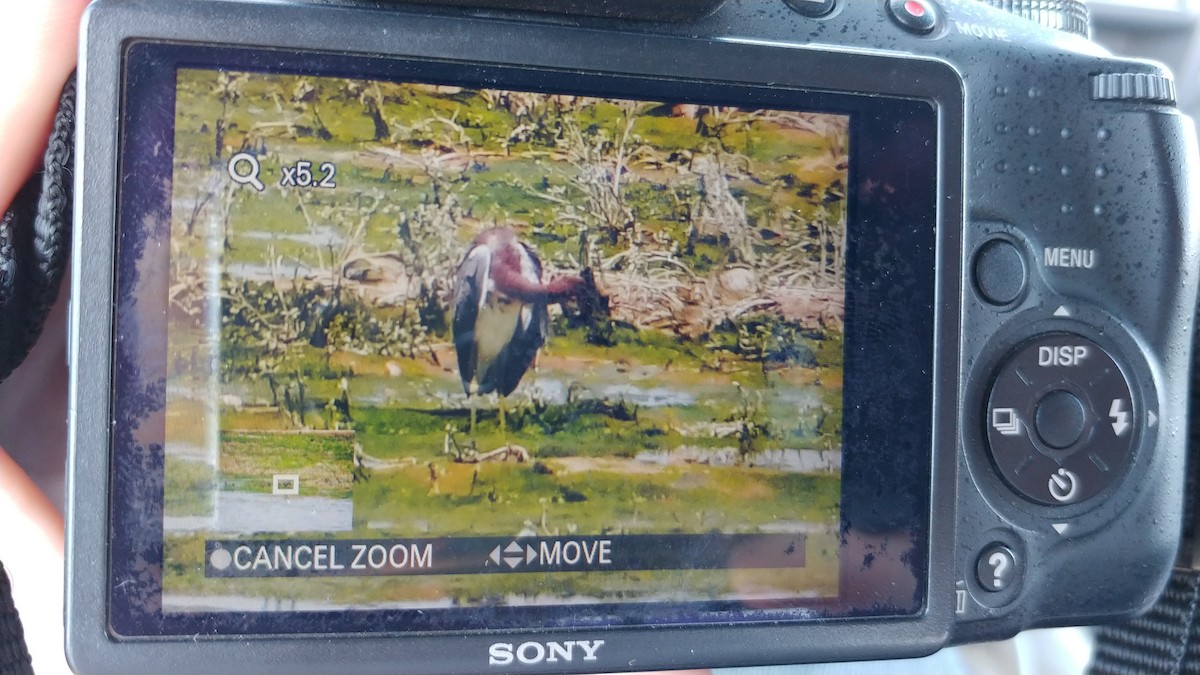 Tricolored Heron - ML112454171