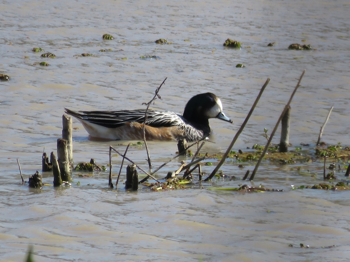 Chiloe Wigeon - Guillermo Ivan Spajic