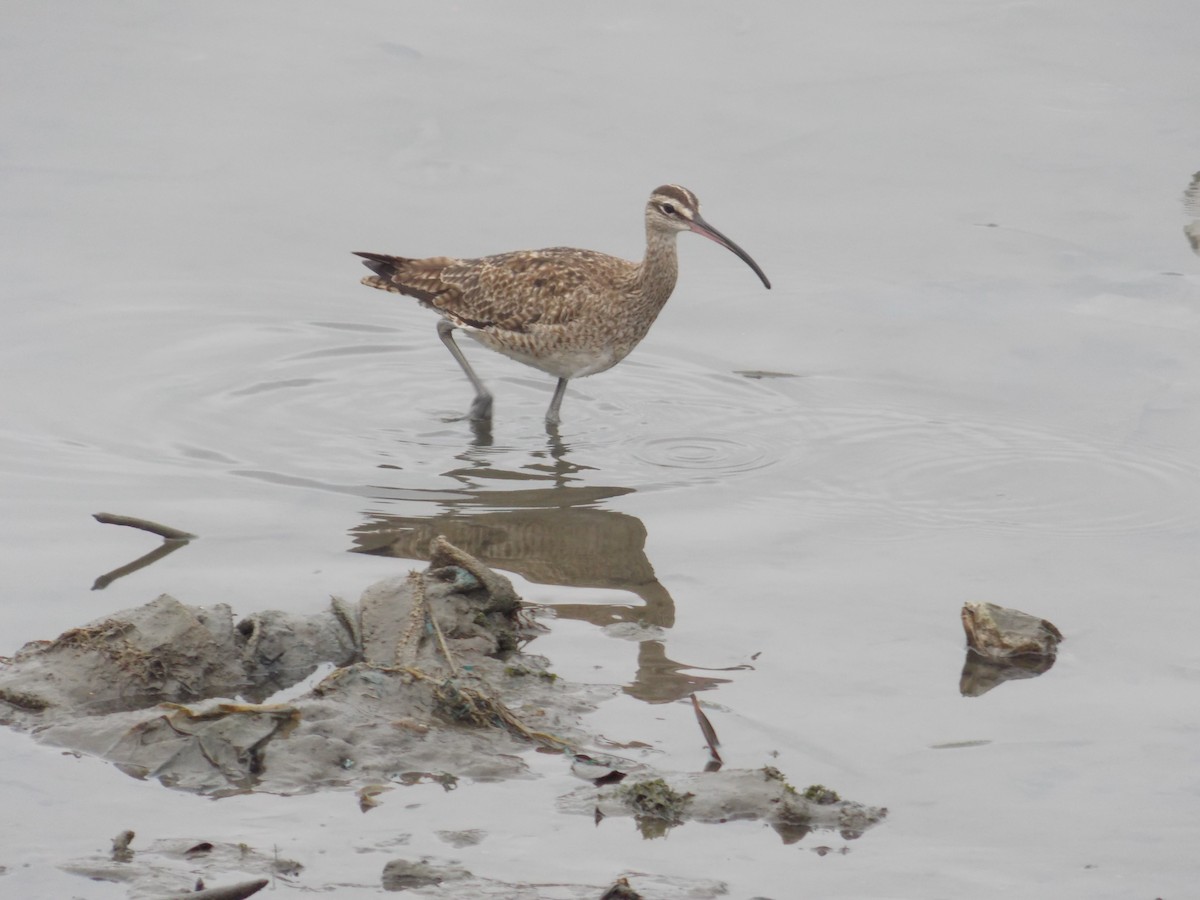 Whimbrel - ML112457651