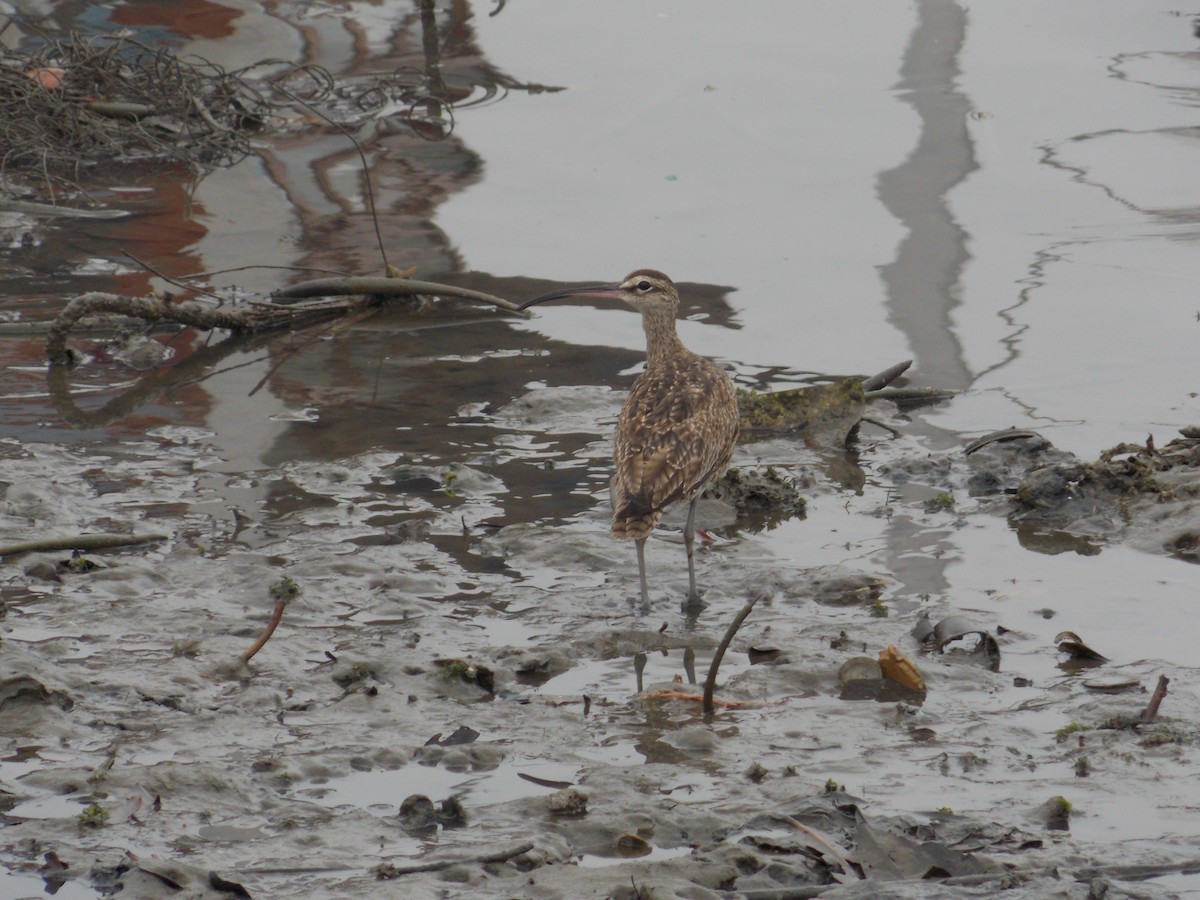 Whimbrel - ML112458031