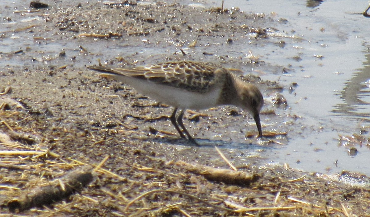 Baird's Sandpiper - ML112458091