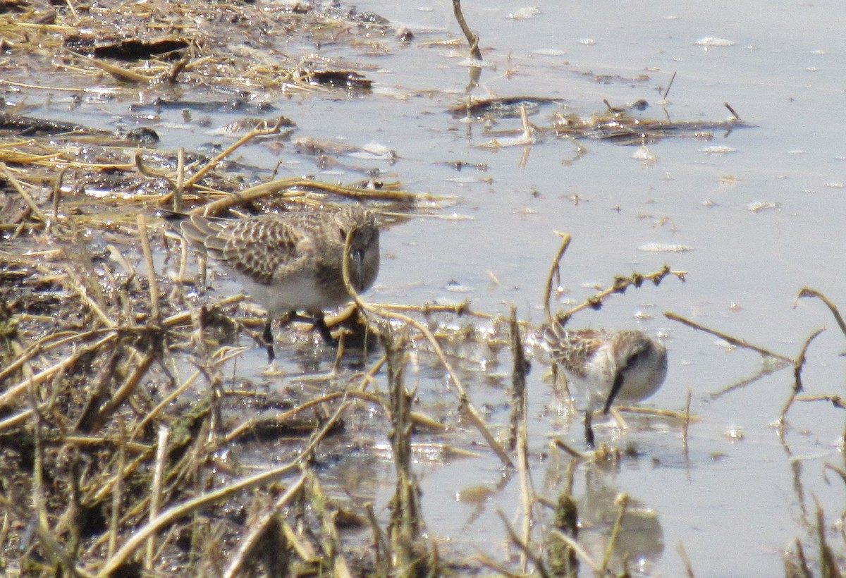 Baird's Sandpiper - ML112458131