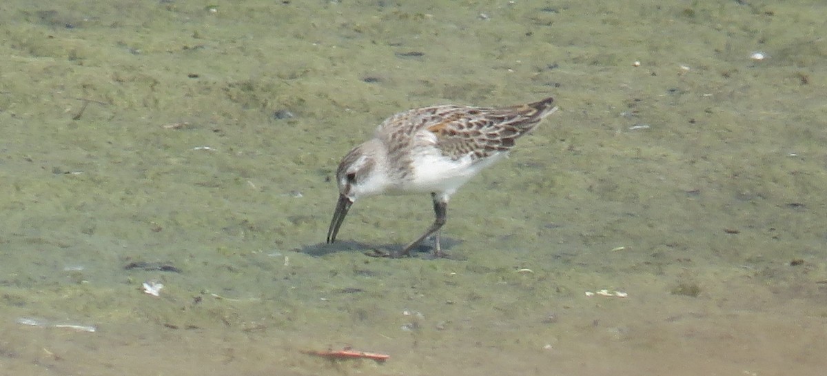 Western Sandpiper - ML112458541