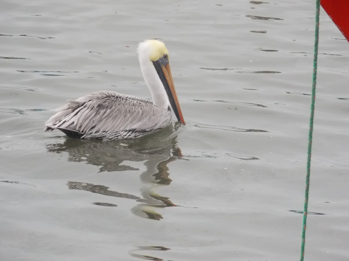 Peruvian Pelican - santos yongilber carrillo mena