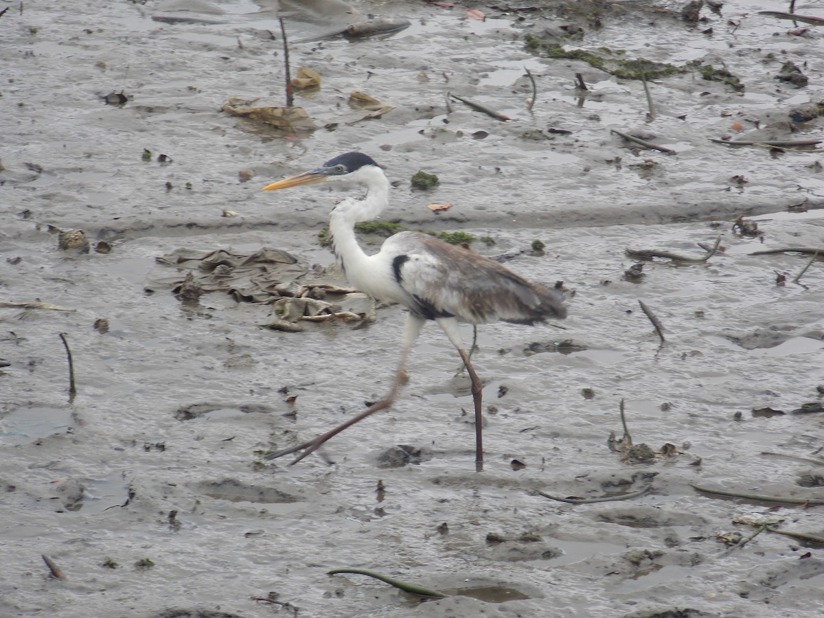 Cocoi Heron - santos yongilber carrillo mena