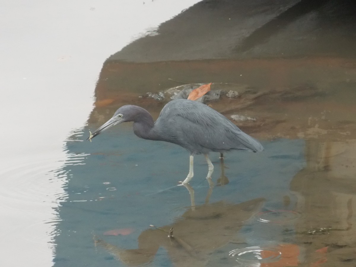 Little Blue Heron - ML112459281