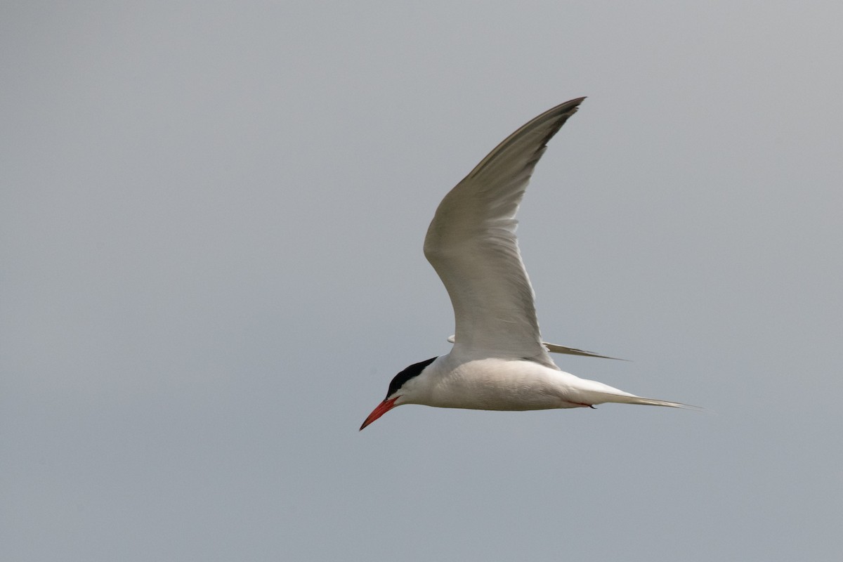 Common Tern - ML112459331