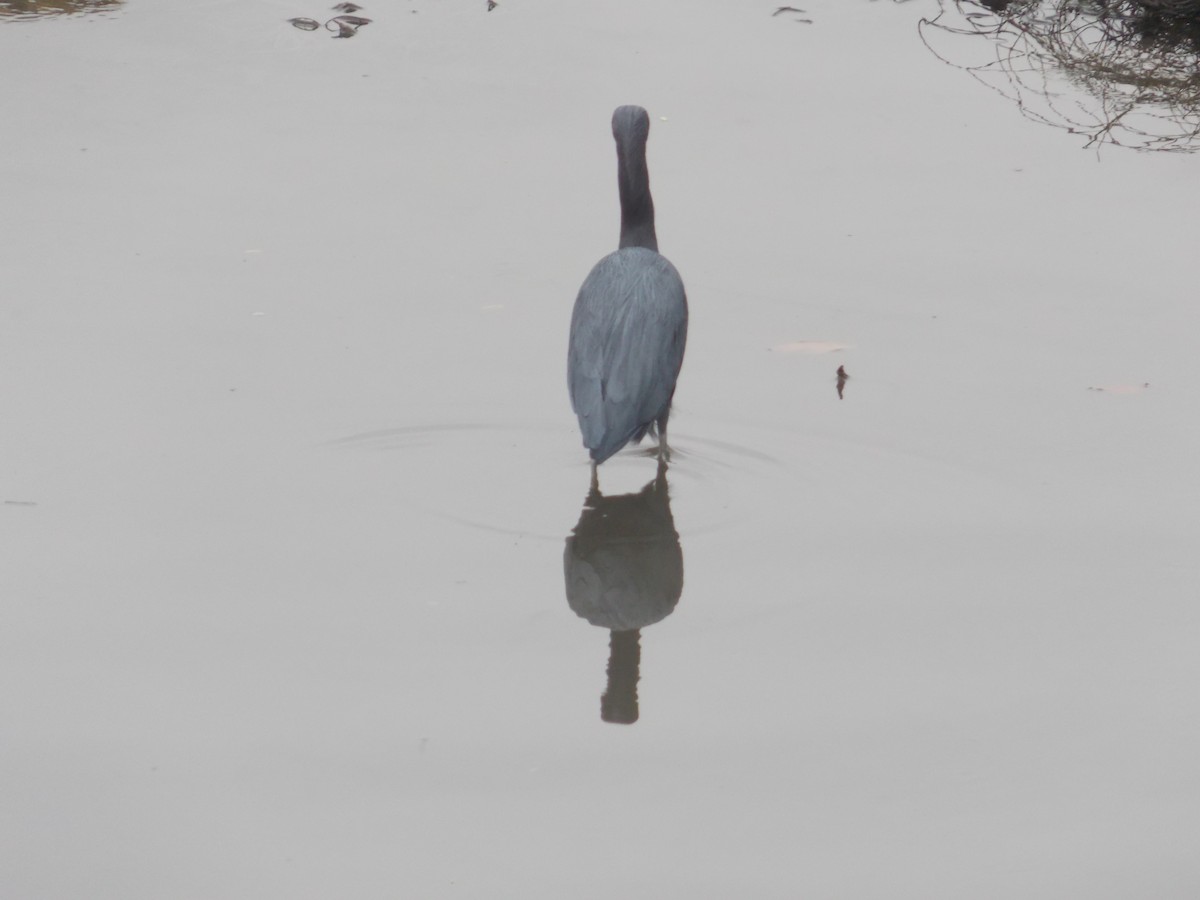 Little Blue Heron - santos yongilber carrillo mena