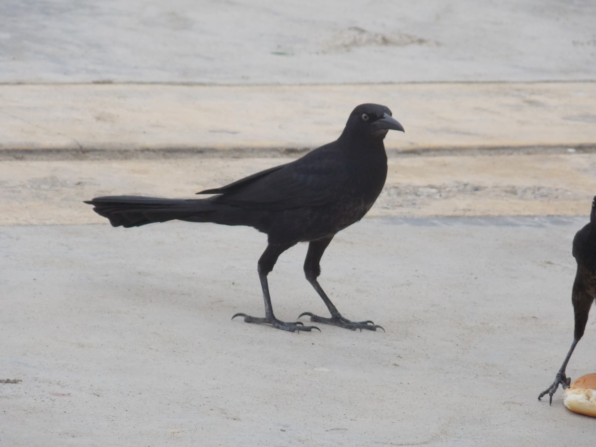 Great-tailed Grackle - santos yongilber carrillo mena