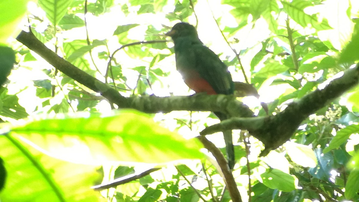 Slaty-tailed Trogon - ML112460001