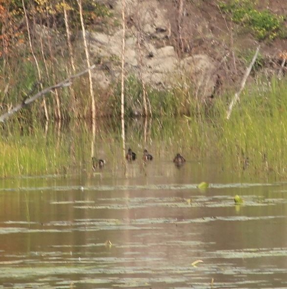 American Wigeon - ML112460421