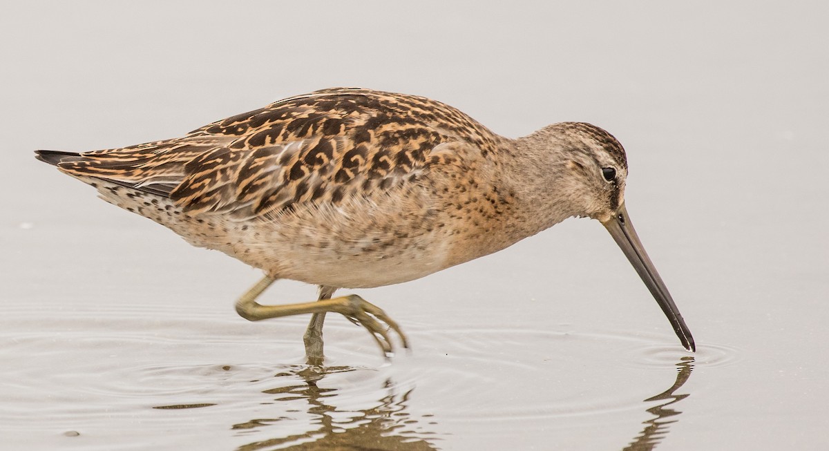 Short-billed Dowitcher - Roger Adamson