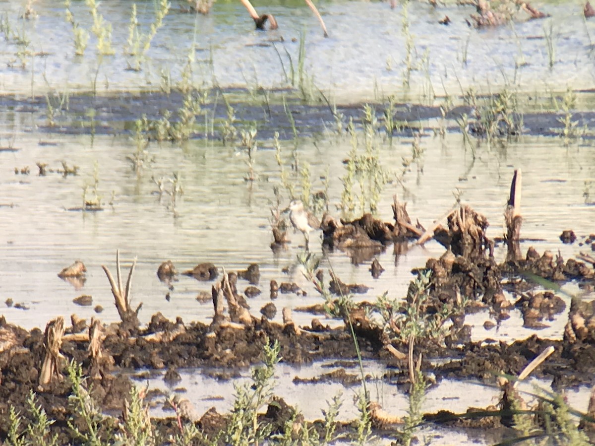 Western Sandpiper - Jon Orona