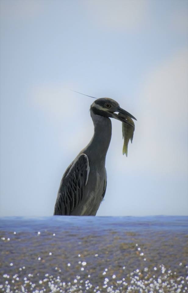 Yellow-crowned Night Heron - ML112464241