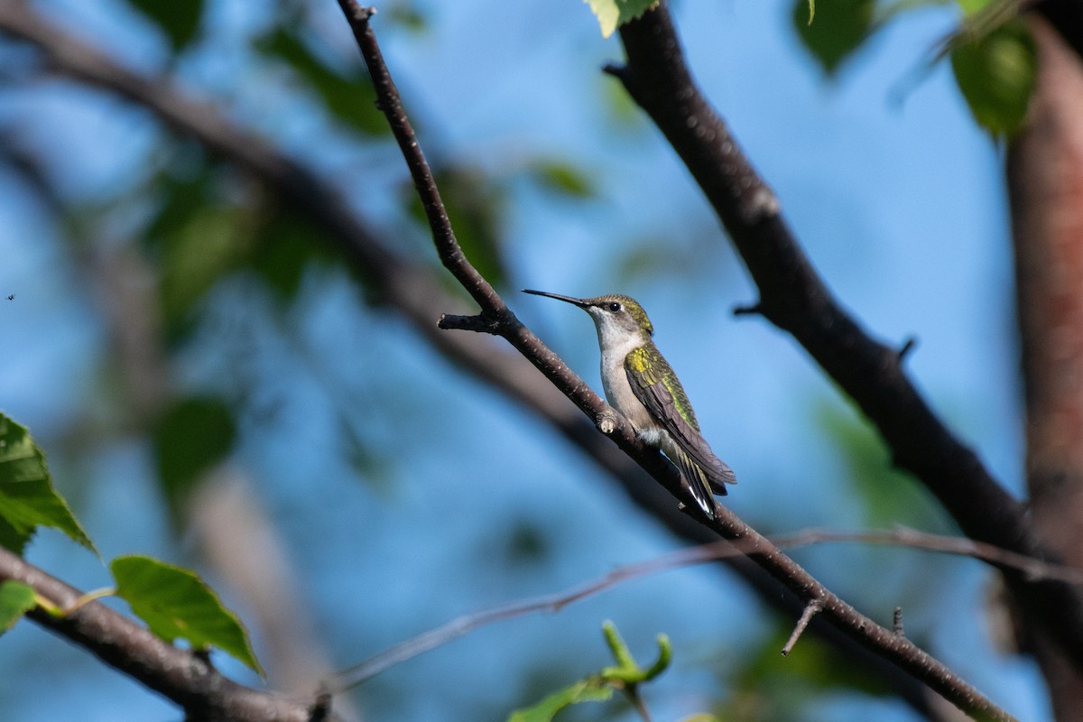 Ruby-throated Hummingbird - ML112464881