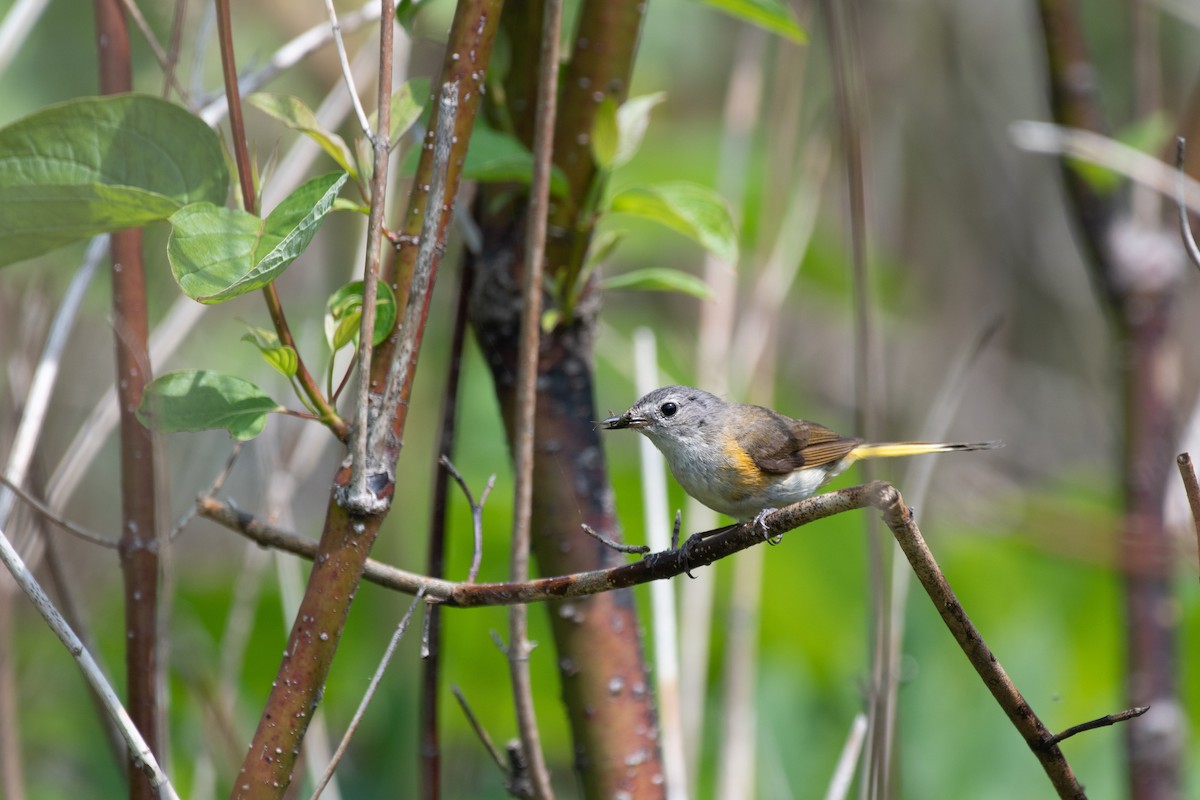 American Redstart - ML112464931