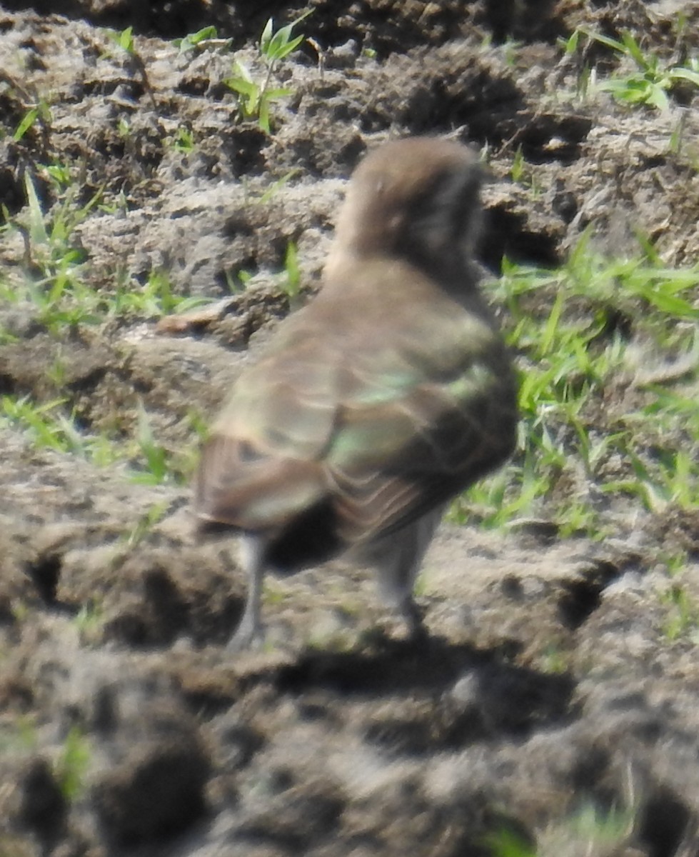 Horsfield's Bronze-Cuckoo - ML112464971