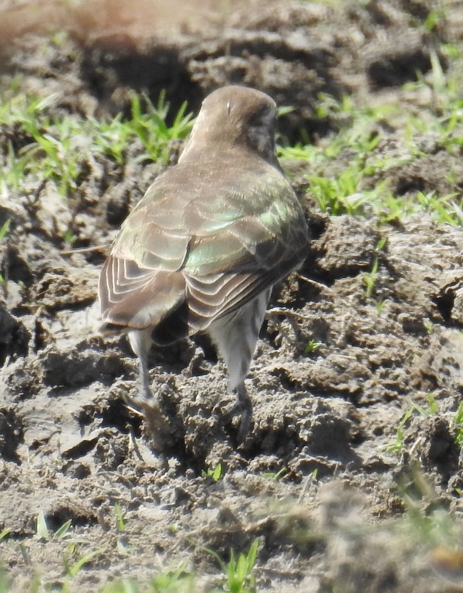 Horsfield's Bronze-Cuckoo - ML112464981