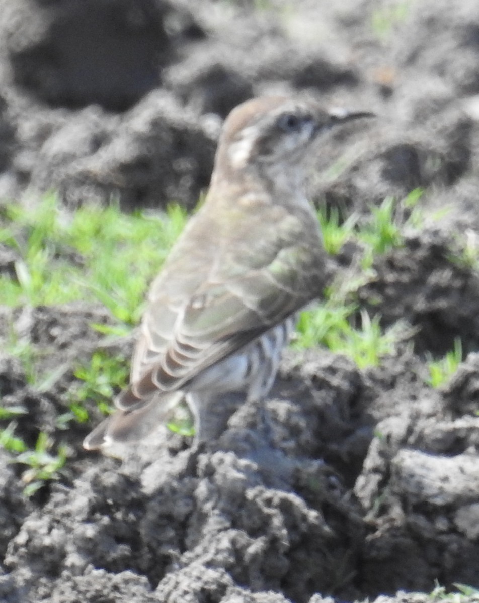 Horsfield's Bronze-Cuckoo - ML112465001