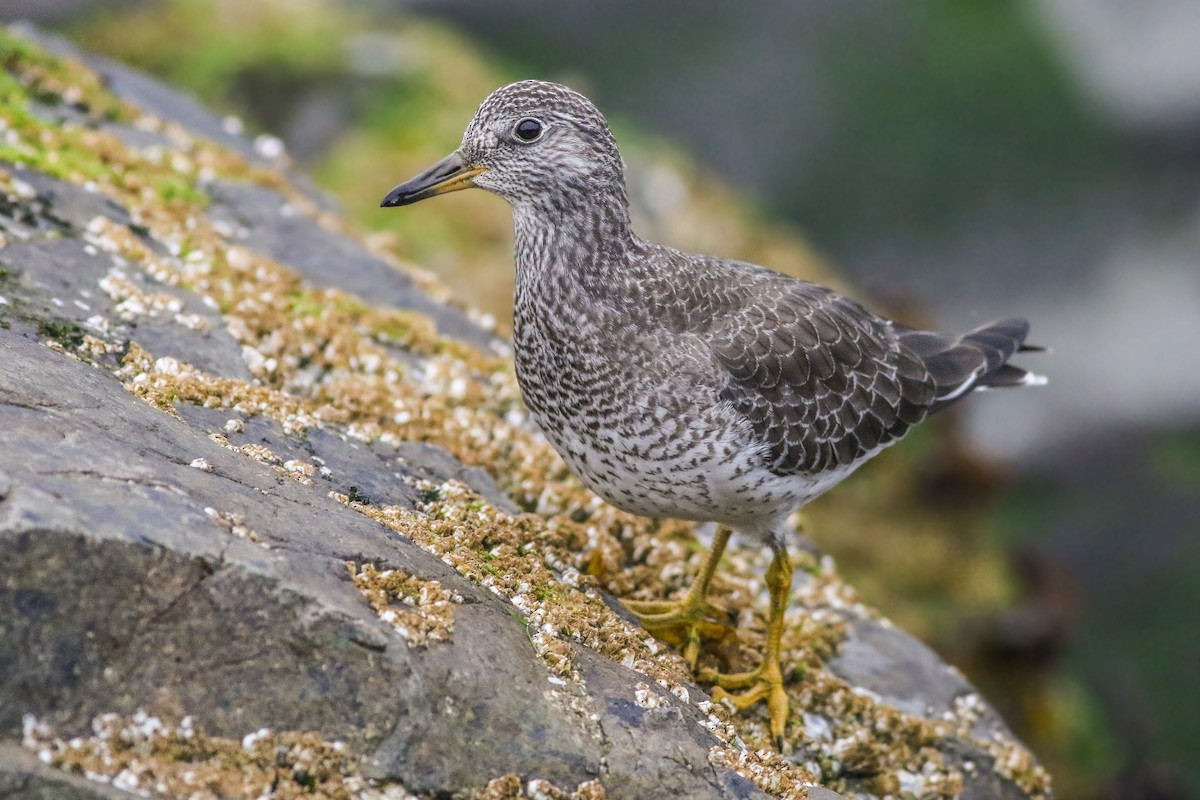 Surfbird - Joshua  Glant