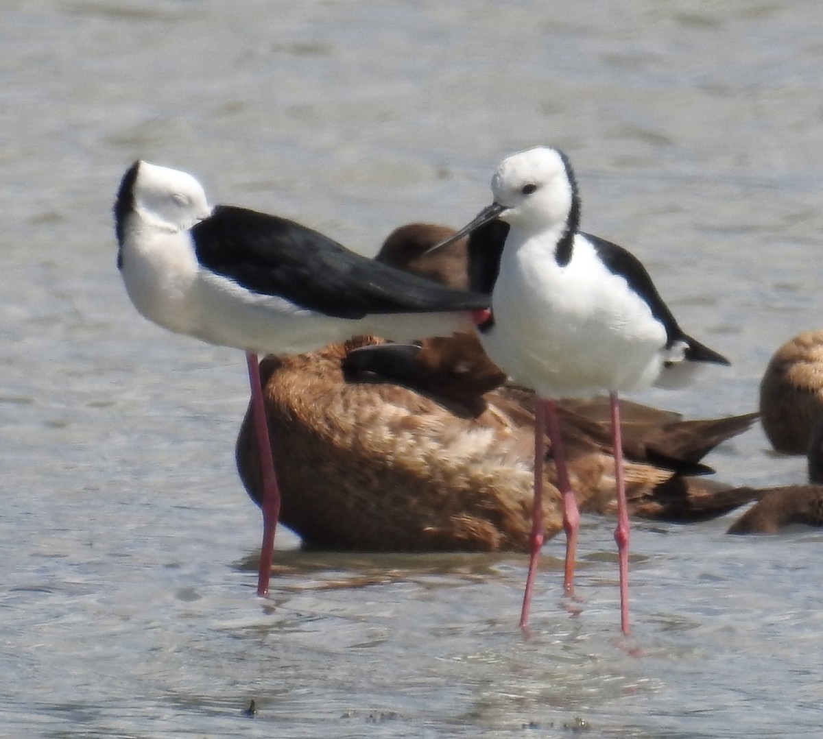 Pied Stilt - ML112466051