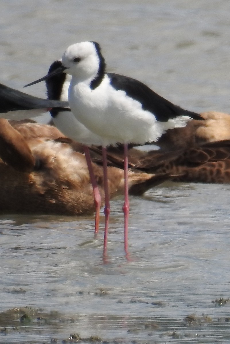 Weißgesicht-Stelzenläufer - ML112466081