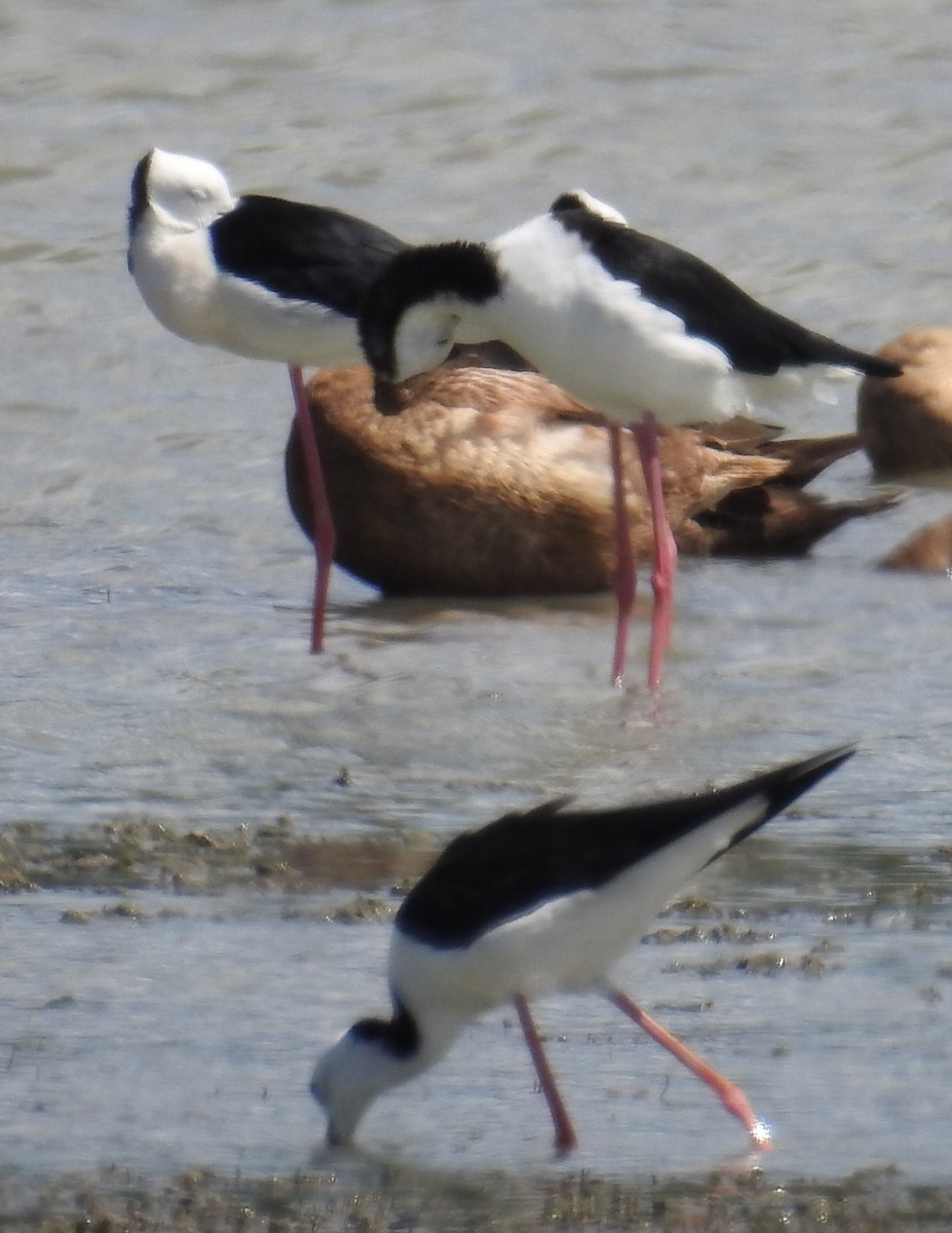 Pied Stilt - Colin Trainor