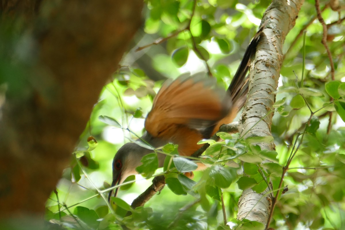 Hispaniolan Lizard-Cuckoo - ML112466501