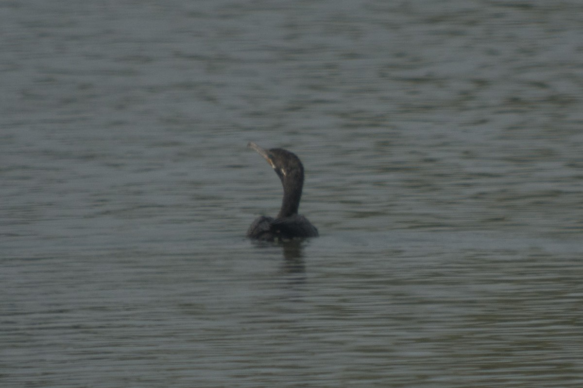 Neotropic Cormorant - ML112466541