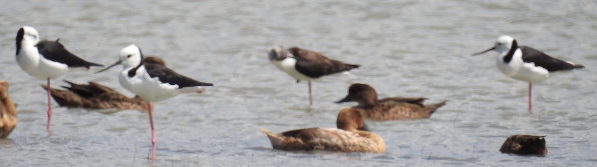 Pied Stilt - ML112466601