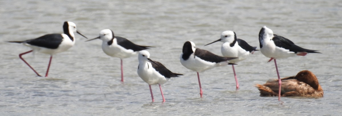 Pied Stilt - ML112466611