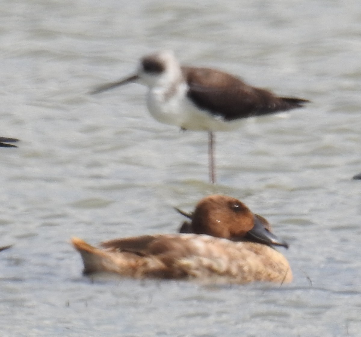 Pied Stilt - ML112466621