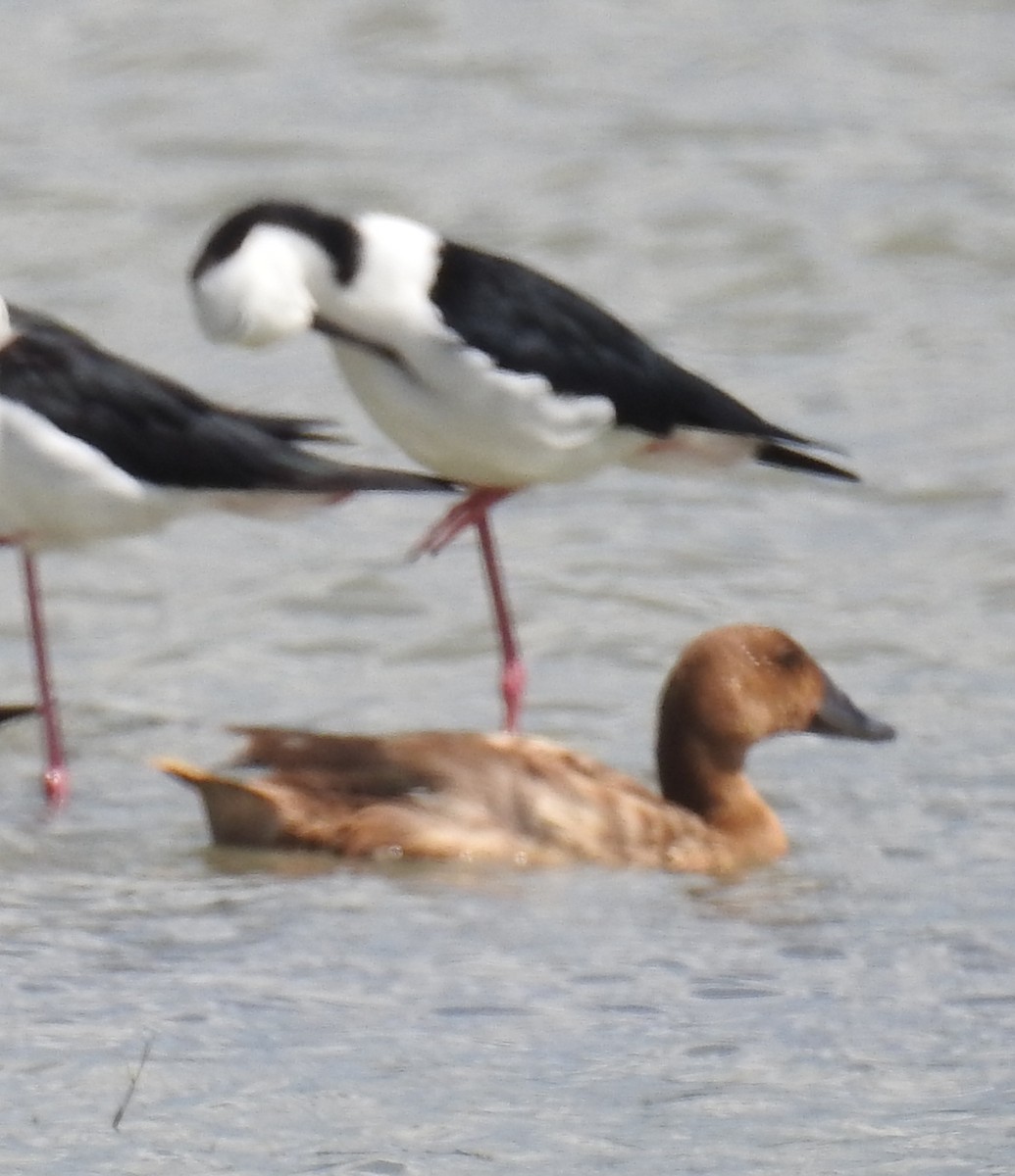 Pied Stilt - ML112466651