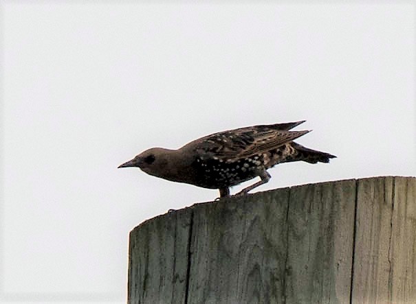 European Starling - ML112468851