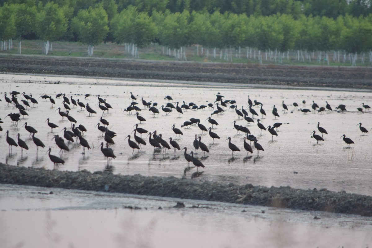 White-faced Ibis - ML112469231