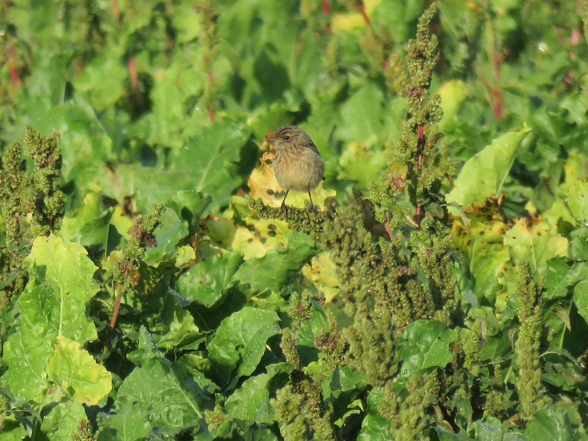 European Stonechat - ML112469341