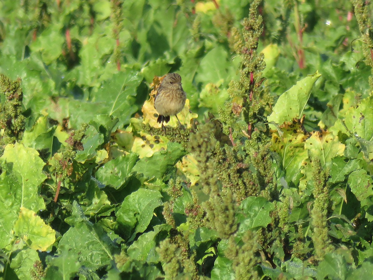 European Stonechat - ML112469351