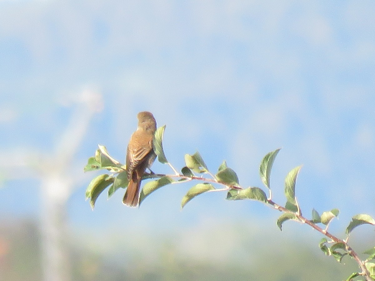 Red-backed Shrike - ML112469491