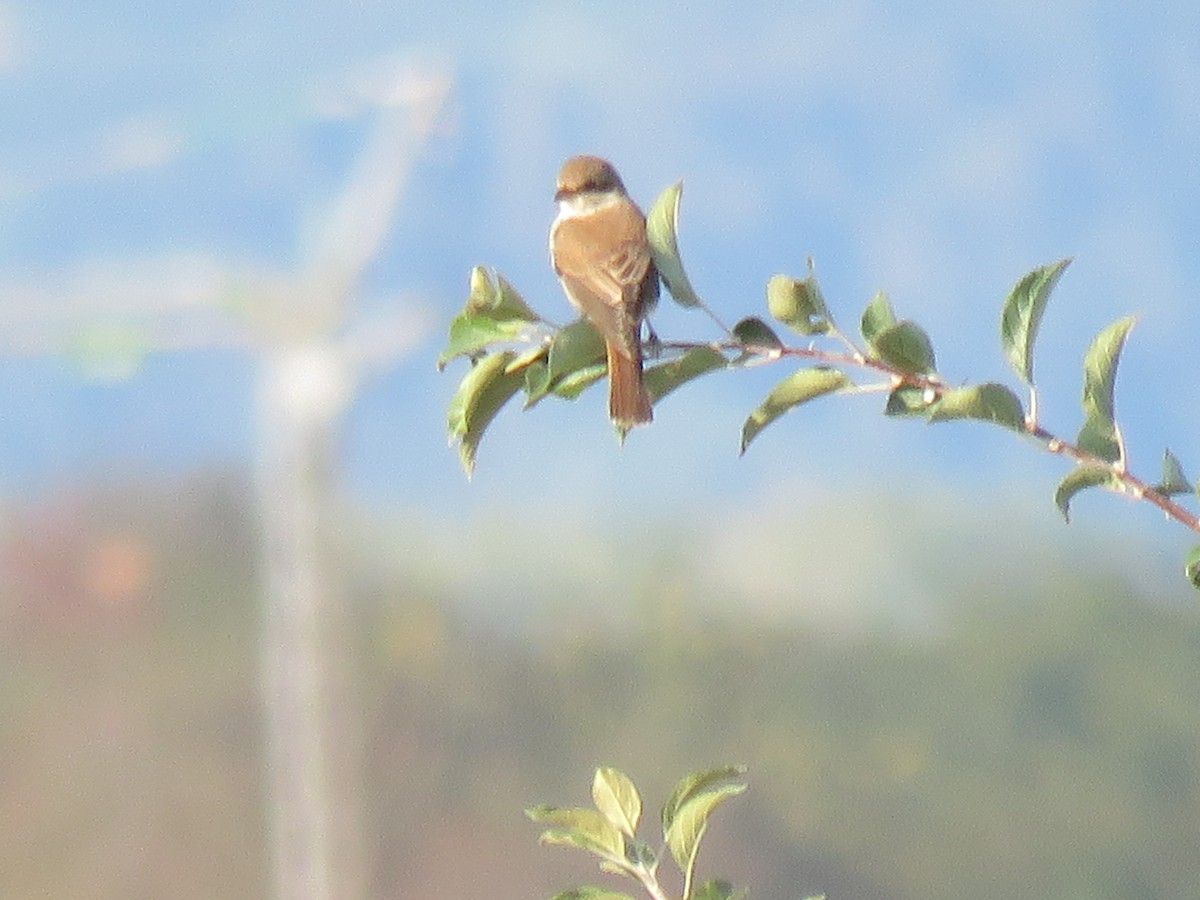 Red-backed Shrike - ML112469511