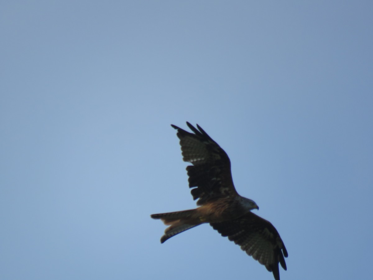 Red Kite - ML112469561