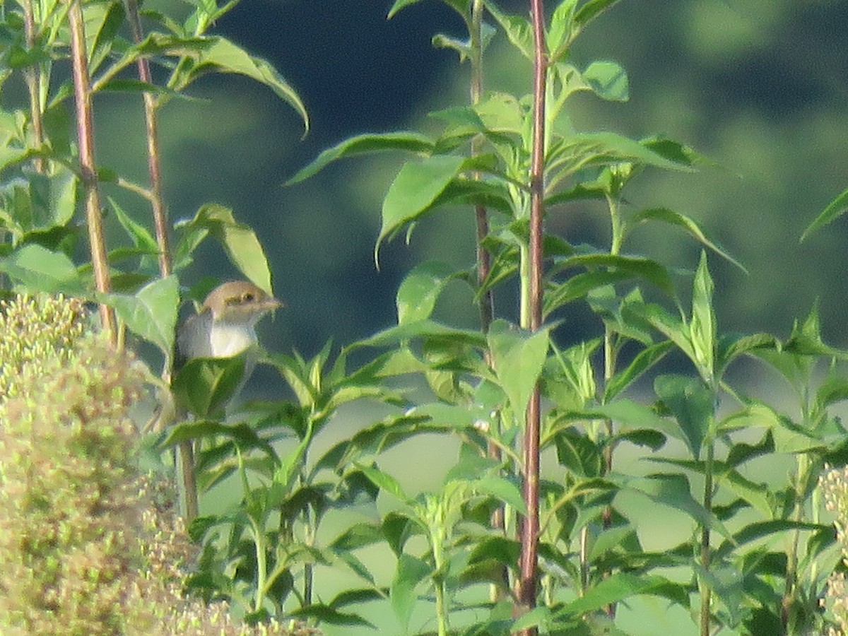 Red-backed Shrike - ML112469571