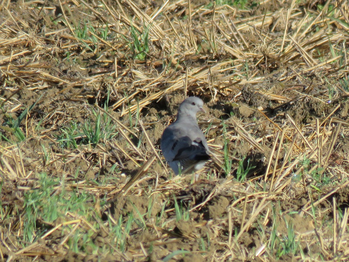 Stock Dove - ML112469881