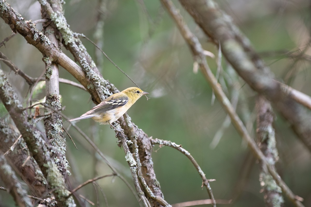 Bay-breasted Warbler - Eliana Ardila Kramer (Birding By Bus)