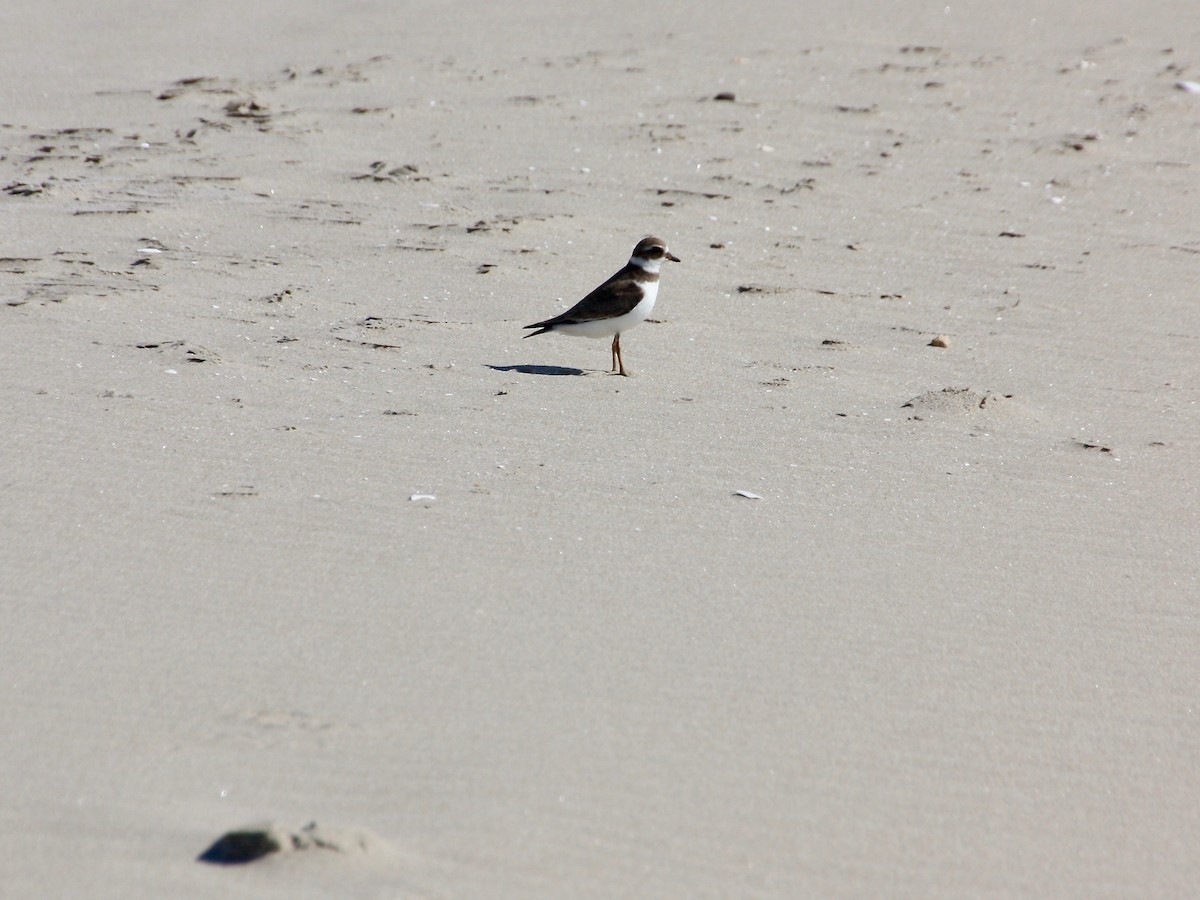 Semipalmated Plover - ML112470531