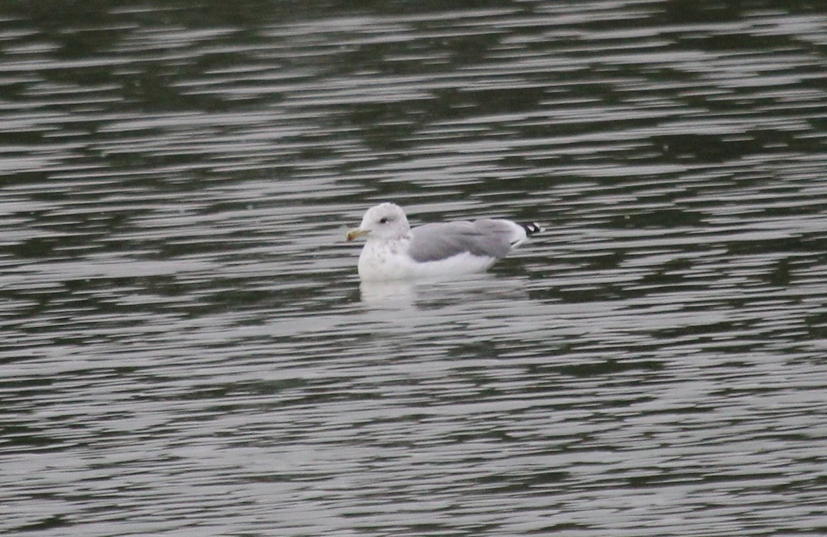 California Gull - Nels Nelson