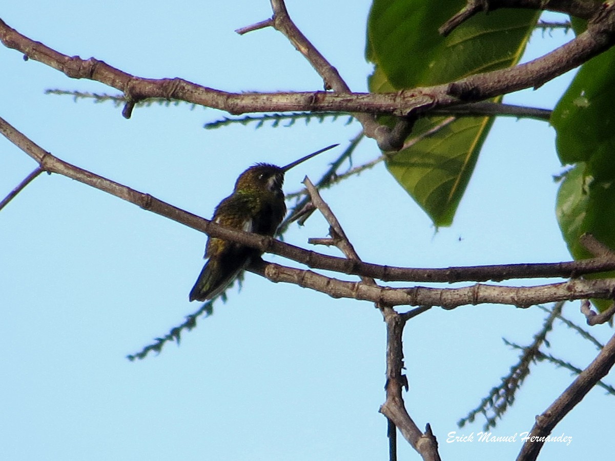 Long-billed Starthroat - Erick Hernandez