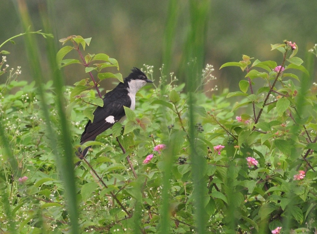 Pied Cuckoo - ML112473591