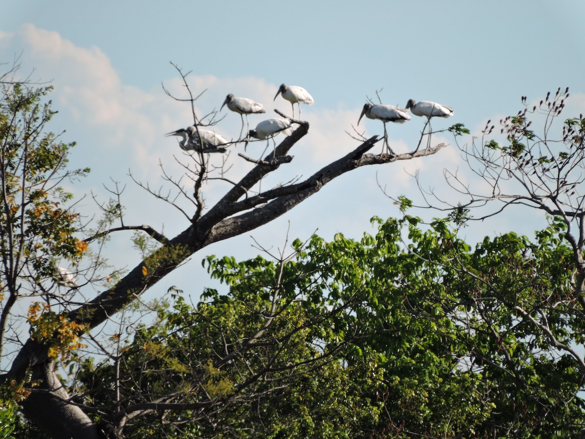 Wood Stork - ML112475201