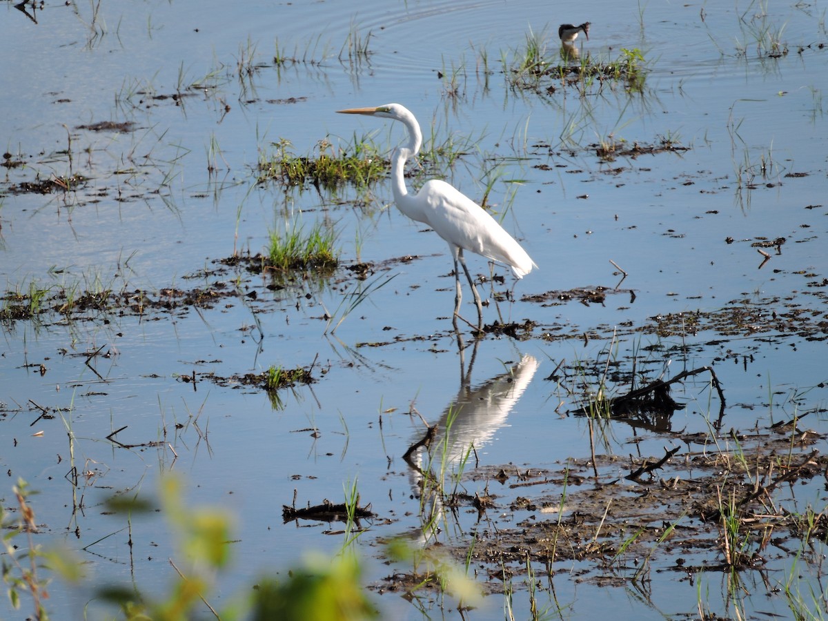 Great Egret - ML112475471